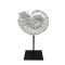 SHELL ΔΙΑΚΟΣΜΗΤΙΚΟ ΚΟΧΥΛΙ 20x11x36cm POLYRESIN ΑΣΠΡΟ ΜΑΥΡΟ ΜΕΤΑΛΛΟ